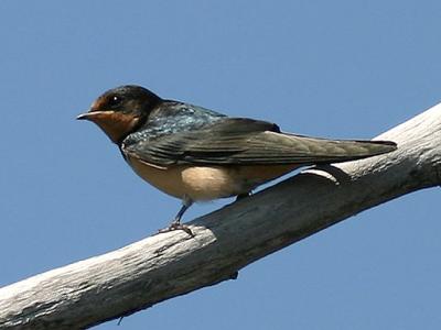 Hirondelle  front blanc  Barn swallow