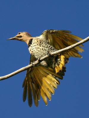 Pic flamboyant