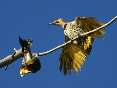 Pic flamboyant - Northern flicker