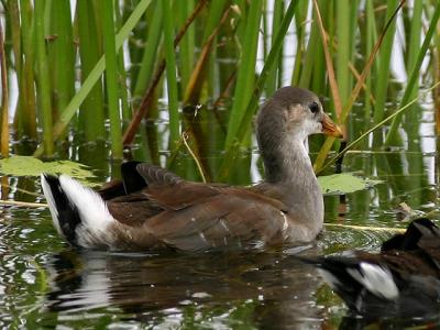 Gallinule (poule d'eau) - Common moorhen