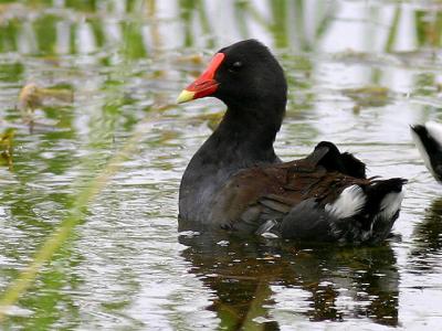 Gallinule (poule d'eau) - Common moorhen