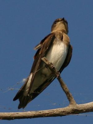 Hirondelle  ailes hrisses - Northern Rough-winged Swallow