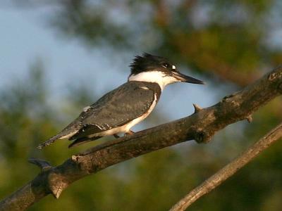 Martin pcheur - Belted kingfisher
