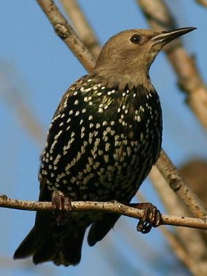 tourneau sansonnet - European starling