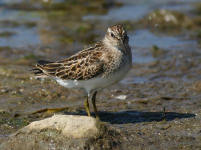 Bcasseau minuscule - Least Sandpiper