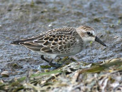 Bcasseau semipalm - Semipalmated Sandpiper