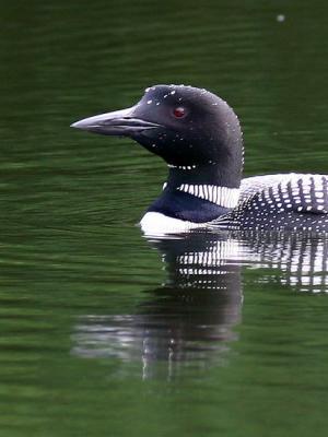 Plongeon huard
