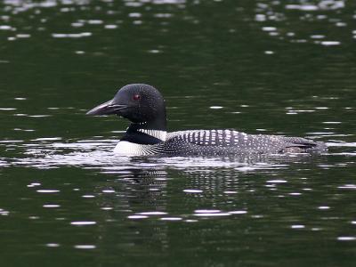 Plongeon huard