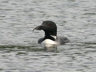 Plongeon huard