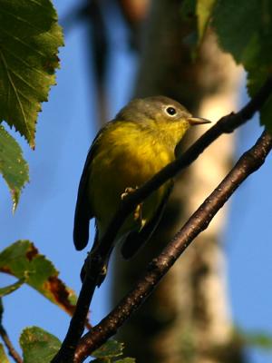 Paruline a joues grises - Nashville warbler