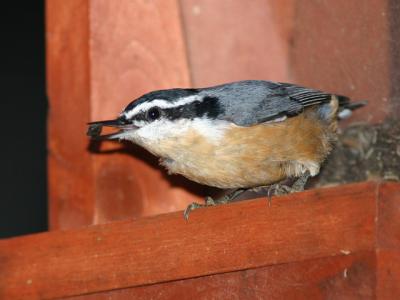 Sitelle  poitrine rousse - Red breasted nuthatch