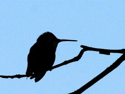 Colibri  gorge rubis - Ruby-throated Hummingbird