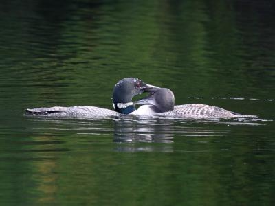 Plongeon huard