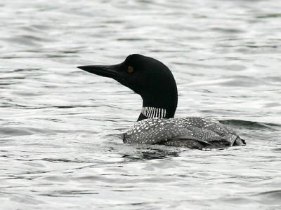 Plongeon huard