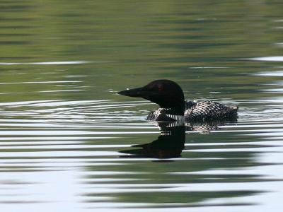 Plongeon huard
