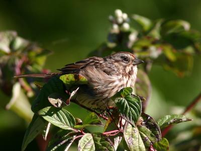 Bruant chanteur - Song sparrow