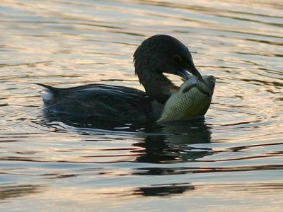 Grbe  bec bigarr - Pied-billed grebe