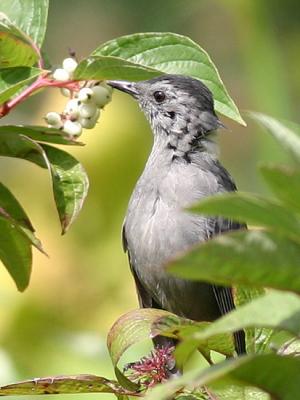 Moqueur chat - Gray catbird