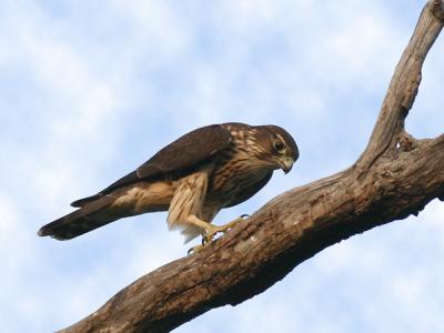 Faucon Emerillon - Merlin