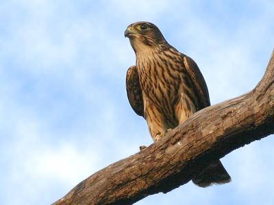 Faucon Emerillon - Merlin