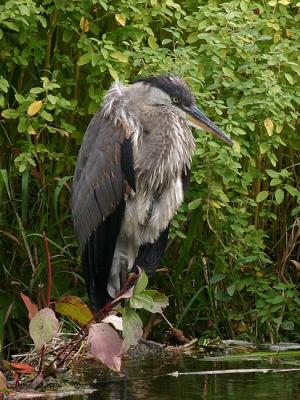 Grand hron - Great blue heron