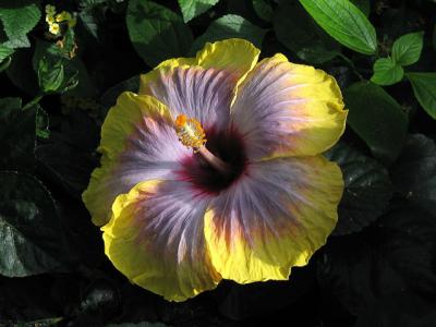 v3/23/510323/3/49620854.FleurIMG_0774.jpg