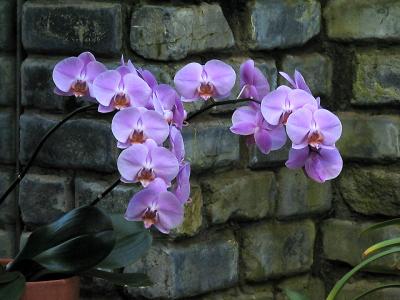 v3/23/510323/3/49620859.FleurIMG_0878.jpg