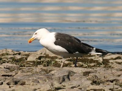 Goland marin - Great black-backed gull