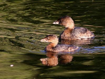 Grbe  bec bigarr - Pied-billed grebe