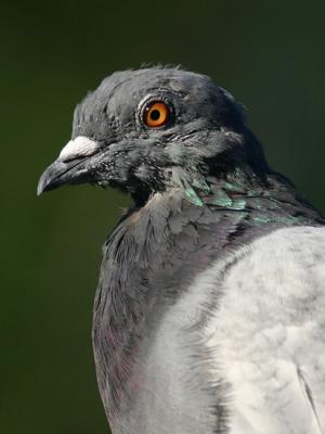 Pigeon biset  Rock dove