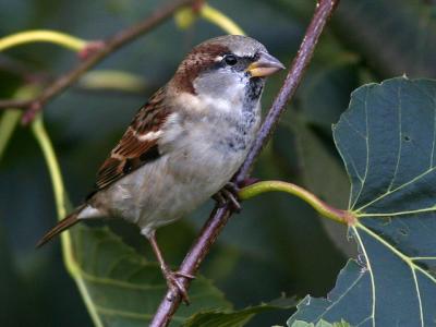 Moineau domestique - House sparrow