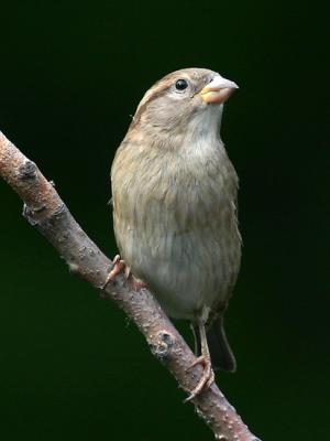 Moineau domestique - House sparrow