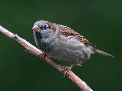 Moineau domestique - House sparrow