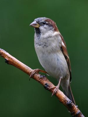 Moineau domestique - House sparrow