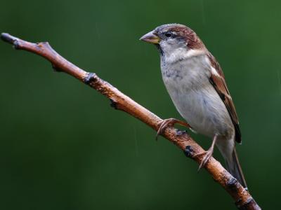 Moineau domestique - House sparrow