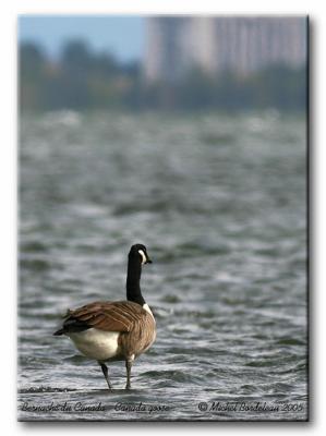 Bernache du Canada -  Canada goose