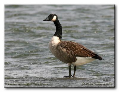 Bernache du Canada -  Canada goose