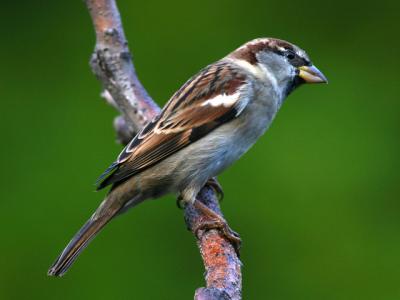 Moineau domestique - House sparrow