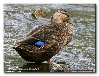 Canard noir - American black duck