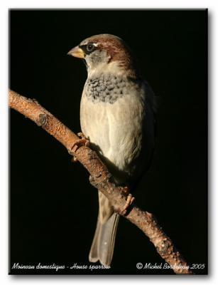 Moineau domestique - House sparrow