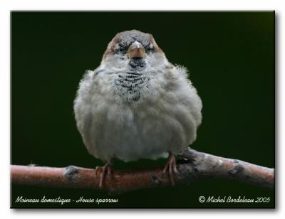 Moineau domestique - House sparrow