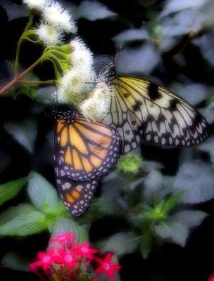 Monarque et leucon