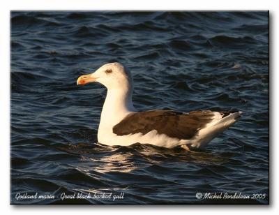 Goland marin - Great black-backed gull