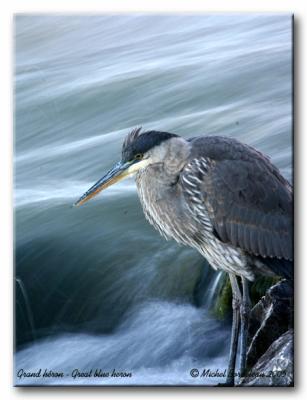 Grand hron - Great blue heron