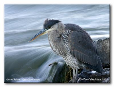 Grand hron - Great blue heron