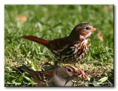 Bruant fauve - Fox sparrow