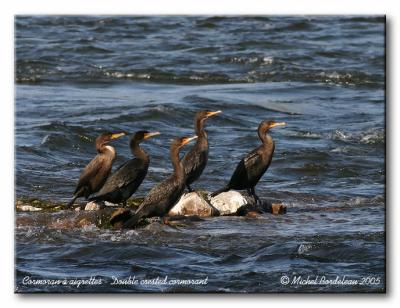 Cormoran  aigrettes  - Double-crested cormorant