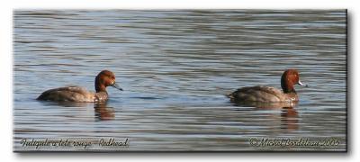 Fuligule a tête rouge - Redhead