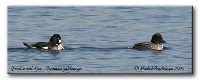 Garot à oeil d'or - Common goldeneye