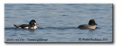 Garot  oeil d'or - Common goldeneye